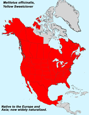 North America species range map for Yellow Sweetclover, Melilotus officinalis: